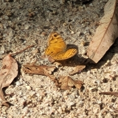 Geitoneura acantha at Paddys River, ACT - 20 Mar 2023