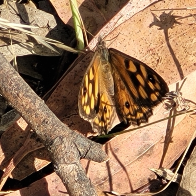 Geitoneura klugii (Marbled Xenica) at Paddys River, ACT - 19 Mar 2023 by trevorpreston