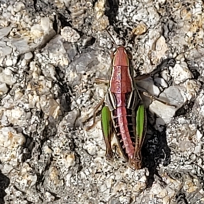 Praxibulus sp. (genus) (A grasshopper) at Paddys River, ACT - 20 Mar 2023 by trevorpreston