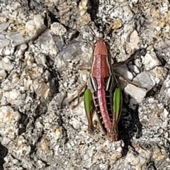 Praxibulus sp. (genus) (A grasshopper) at Paddys River, ACT - 19 Mar 2023 by trevorpreston