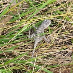 Amphibolurus muricatus (Jacky Lizard) at Paddys River, ACT - 19 Mar 2023 by trevorpreston