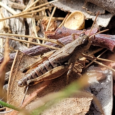 Phaulacridium vittatum (Wingless Grasshopper) at Paddys River, ACT - 20 Mar 2023 by trevorpreston