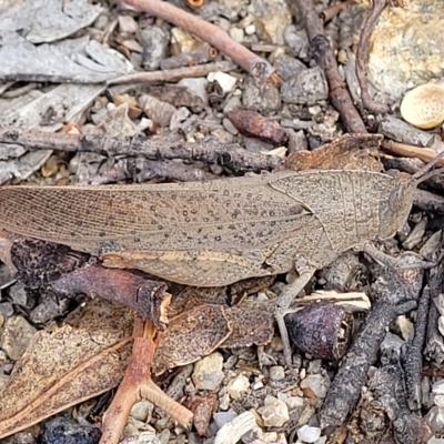 Goniaea australasiae (Gumleaf grasshopper) at Tidbinbilla Nature Reserve - 19 Mar 2023 by trevorpreston