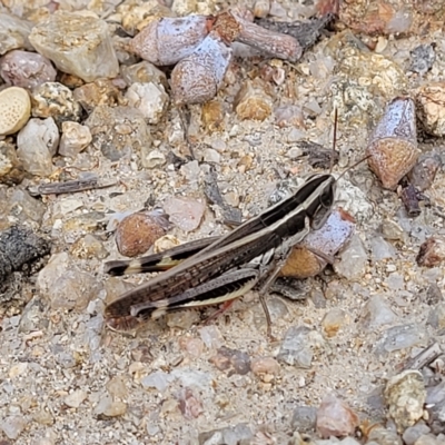 Macrotona australis (Common Macrotona Grasshopper) at Tidbinbilla Nature Reserve - 19 Mar 2023 by trevorpreston