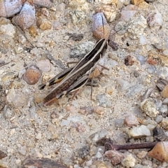 Macrotona australis at Paddys River, ACT - 20 Mar 2023