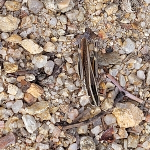 Macrotona australis at Paddys River, ACT - 20 Mar 2023