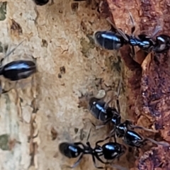 Anonychomyrma sp. (genus) (Black Cocktail Ant) at Paddys River, ACT - 20 Mar 2023 by trevorpreston