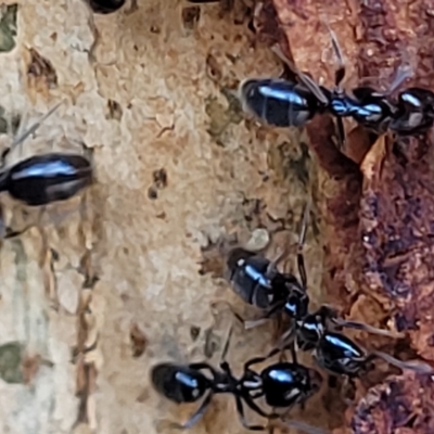 Anonychomyrma sp. (genus) (Black Cocktail Ant) at Paddys River, ACT - 20 Mar 2023 by trevorpreston