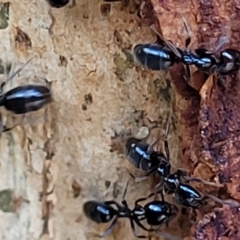 Anonychomyrma sp. (genus) (Black Cocktail Ant) at Paddys River, ACT - 19 Mar 2023 by trevorpreston