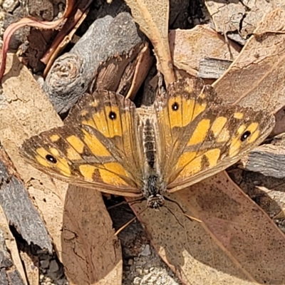 Geitoneura klugii (Marbled Xenica) at Paddys River, ACT - 19 Mar 2023 by trevorpreston