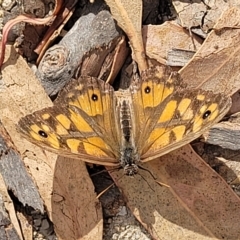 Geitoneura klugii (Marbled Xenica) at Tidbinbilla Nature Reserve - 19 Mar 2023 by trevorpreston