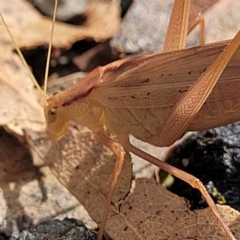 Polichne parvicauda (Short-tailed Polichne) at Paddys River, ACT - 20 Mar 2023 by trevorpreston