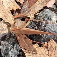 Polichne parvicauda at Paddys River, ACT - 20 Mar 2023 10:22 AM