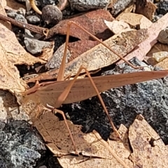 Polichne parvicauda at Paddys River, ACT - 20 Mar 2023 10:22 AM