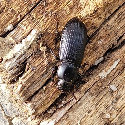 Zophophilus sp. (genus) (Darkling beetle) at Paddys River, ACT - 20 Mar 2023 by trevorpreston