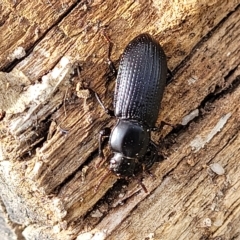 Zophophilus sp. (genus) (Darkling beetle) at Paddys River, ACT - 19 Mar 2023 by trevorpreston