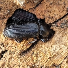 Zophophilus sp. (genus) at Paddys River, ACT - 20 Mar 2023