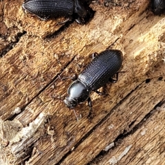 Zophophilus sp. (genus) at Paddys River, ACT - 20 Mar 2023 10:17 AM