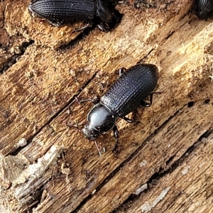 Zophophilus sp. (genus) at Paddys River, ACT - 20 Mar 2023