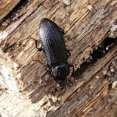 Zophophilus sp. (genus) at Paddys River, ACT - 20 Mar 2023