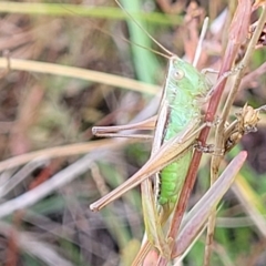 Conocephalus semivittatus (Meadow katydid) at Paddys River, ACT - 19 Mar 2023 by trevorpreston