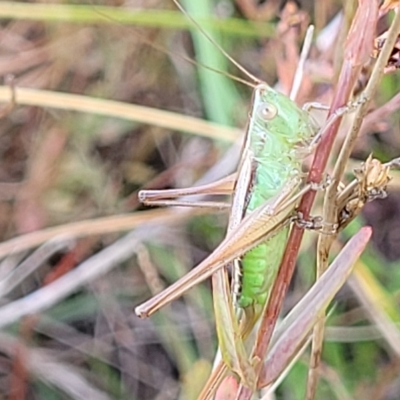 Conocephalus semivittatus (Meadow katydid) at Paddys River, ACT - 20 Mar 2023 by trevorpreston