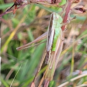 Conocephalus semivittatus at Paddys River, ACT - 20 Mar 2023