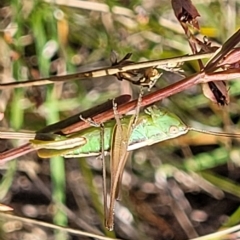 Conocephalus semivittatus at Paddys River, ACT - 20 Mar 2023