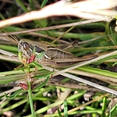Praxibulus sp. (genus) (A grasshopper) at Tidbinbilla Nature Reserve - 19 Mar 2023 by trevorpreston