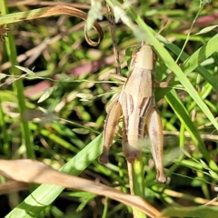 Praxibulus sp. (genus) at Paddys River, ACT - 20 Mar 2023