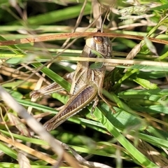 Praxibulus sp. (genus) (A grasshopper) at Tidbinbilla Nature Reserve - 19 Mar 2023 by trevorpreston