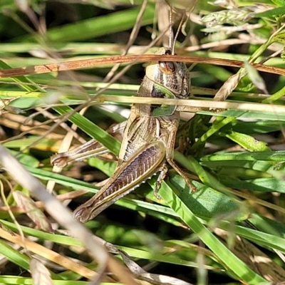 Praxibulus sp. (genus) (A grasshopper) at Paddys River, ACT - 19 Mar 2023 by trevorpreston