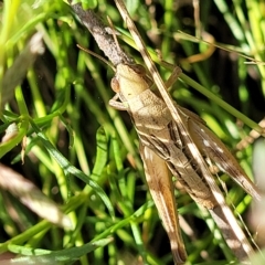 Praxibulus sp. (genus) at Paddys River, ACT - 20 Mar 2023