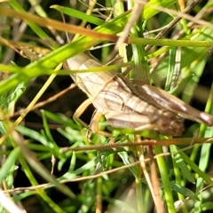 Praxibulus sp. (genus) at Paddys River, ACT - 20 Mar 2023