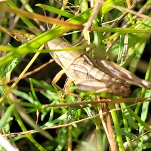 Praxibulus sp. (genus) at Paddys River, ACT - 20 Mar 2023