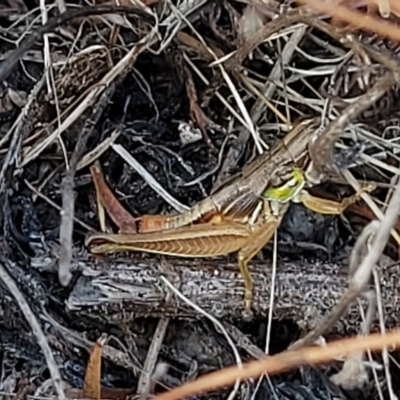 Praxibulus sp. (genus) (A grasshopper) at Paddys River, ACT - 19 Mar 2023 by trevorpreston