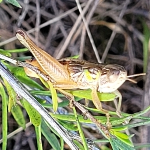 Praxibulus sp. (genus) at Paddys River, ACT - 20 Mar 2023