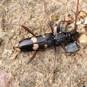 Phoracantha punctata at Holt, ACT - 20 Mar 2023