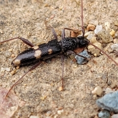 Phoracantha punctata at Holt, ACT - 20 Mar 2023 08:43 AM