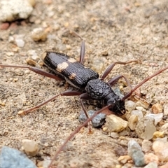 Phoracantha punctata at Holt, ACT - 20 Mar 2023