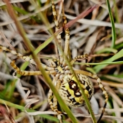 Argiope trifasciata at Gundaroo, NSW - 14 Mar 2023