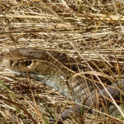 Pseudonaja textilis (Eastern Brown Snake) at Gundaroo, NSW - 19 Mar 2023 by Gunyijan