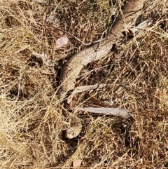 Pseudonaja textilis at Gundaroo, NSW - 19 Mar 2023 09:41 AM