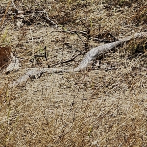 Pseudonaja textilis at Gundaroo, NSW - 19 Mar 2023