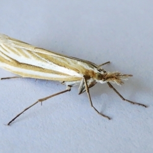 Hednota species near grammellus at Crooked Corner, NSW - 11 Mar 2023 06:21 PM