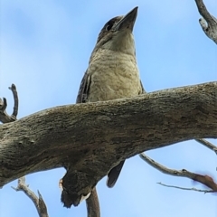 Dacelo novaeguineae (Laughing Kookaburra) at Gundaroo, NSW - 20 Mar 2023 by Gunyijan