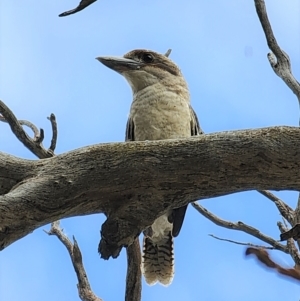 Dacelo novaeguineae at Gundaroo, NSW - 20 Mar 2023