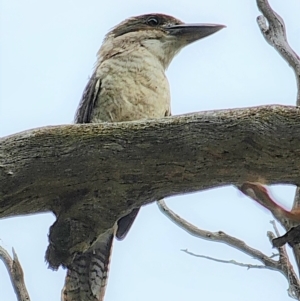 Dacelo novaeguineae at Gundaroo, NSW - 20 Mar 2023