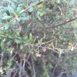 Bursaria spinosa subsp. lasiophylla at Brindabella, NSW - 18 Mar 2023