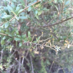 Bursaria spinosa subsp. lasiophylla (Australian Blackthorn) at Brindabella, NSW - 18 Mar 2023 by JaneR